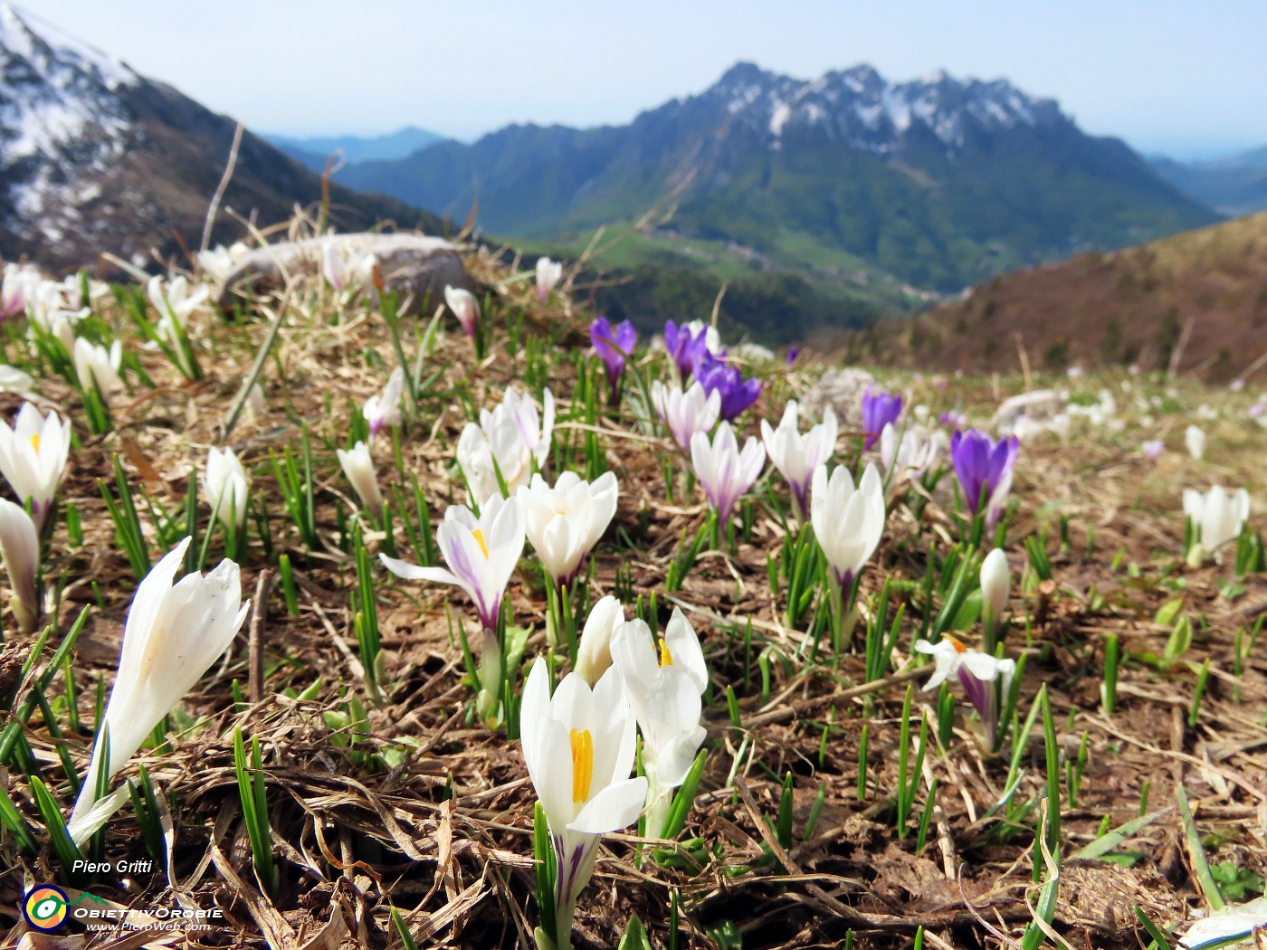 32 Crocus vernus (Zafferano maggiore) e Scilla bifolia (Scilla silvestre) con vista in Alben.JPG